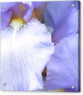 Lavender Dream Acrylic Print