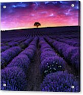 Lavender Dreams Acrylic Print
