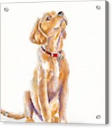 Leave It, Charlie - Labrador Retriever Puppy Acrylic Print