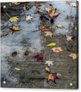 Leaves In The Rain Acrylic Print