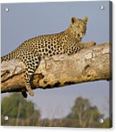 Leopard Lounging In Jao Reserve Acrylic Print