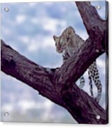 Leopard On The Lookout Acrylic Print