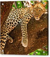 Leopard, Panthera Pardus, Okavango Acrylic Print