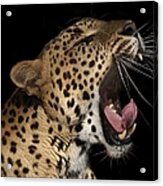 Leopard Yawning Acrylic Print
