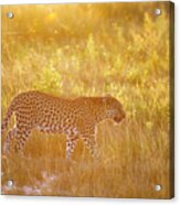 Leopardess In Golden Light Acrylic Print