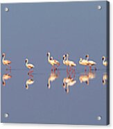 Lesser Flamingo, Lake Natron, Tanzania Acrylic Print