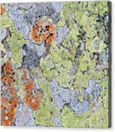 Lichen On Stone Acrylic Print