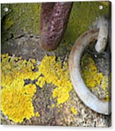 Life Among Rings Acrylic Print