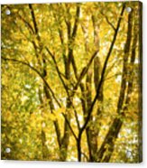 Light In The Leaves Acrylic Print