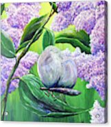 Lilac Blossom Acrylic Print