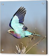 Lilac-breasted Roller On Takeoff Acrylic Print