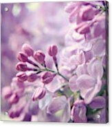 Lilac Flowers Two Acrylic Print