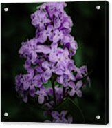Lilacs For Annie Acrylic Print