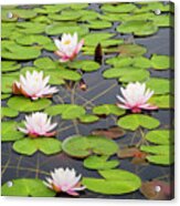Lily Cluster Acrylic Print