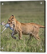 Lion Cub With Gazelle Acrylic Print