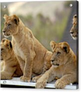 Lion Cubs Waiting For Mom Acrylic Print