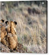 Lion Cubs Watching Acrylic Print