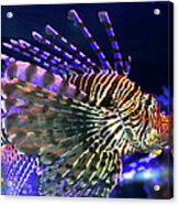 Lion Fish Acrylic Print