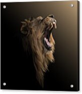 Lion Low Poly Design. Triangle Vector Acrylic Print