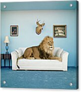 Lion Lying On Couch, Side View Acrylic Print