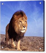 Lion Panthera Leo Acrylic Print