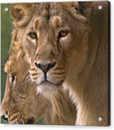 Lioness Portrait Acrylic Print