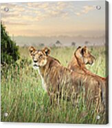 Lionesses Acrylic Print