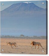Lions & Kilimanjalo Acrylic Print