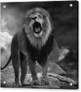 Lion\'s Roar Acrylic Print