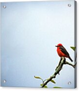 Little Bird Acrylic Print