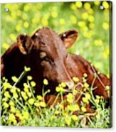 Little Calf In The Buttercups Acrylic Print