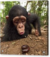 Little Larry Investigates Millipede Acrylic Print