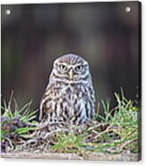 Little Owl Resting On Wall Acrylic Print