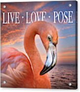 Live Love Pose Flamingo Acrylic Print