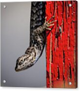 Lizard On Red Acrylic Print