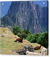 Llamas, Machu Picchu, Peru Acrylic Print