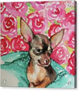 Lola Chihuahua Acrylic Print