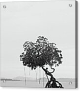 Lonely Tree Acrylic Print