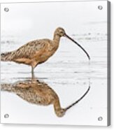 Long-billed Curlew Acrylic Print