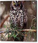 Long-eared Owl Asio Otus On Tree Branch Acrylic Print