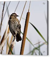 Looking Over The Marsh -- Female Red-winged Blackbird At Merced National Wildlife Refuge, California Acrylic Print