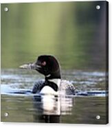 Loon And Shimmering Reflections Acrylic Print