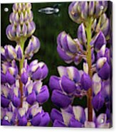 Loon In The Lupines Acrylic Print