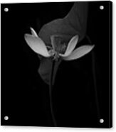 Lotus Flower Acrylic Print