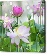 Lotus Flowers Acrylic Print