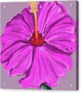 Lovely Pink Hibiscus Acrylic Print