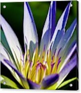 Lovely Purple Waterlily On A Summer Day Acrylic Print