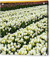 Lovely Soft White Tulips Acrylic Print
