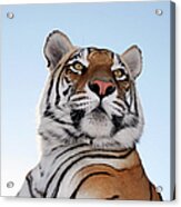 Low Angle View Of A Tiger Panthera Acrylic Print
