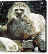 Low Water - Raccoon Acrylic Print